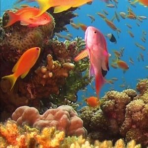 Meet your Posher, Leonardo